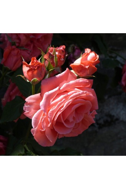 Rosa climber ‘Didi Bridgewater’